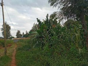 The Ultimate Guide On How To Buy Land In Ghana