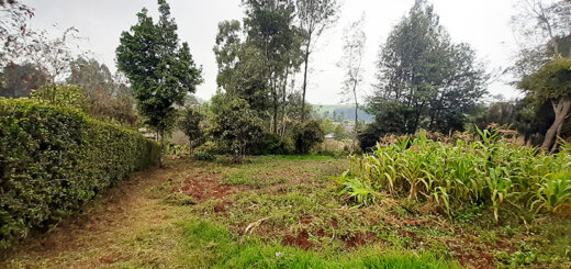 Land for Sale in Moi's Bridge