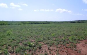 agricultural land for sale 