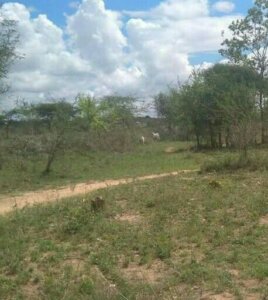 land for sale in kauti matuu