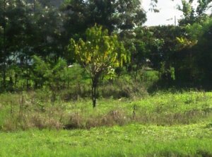 cheap plots for sale in ruiru