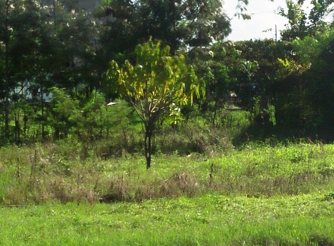 plots for sale ruiru bypass