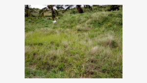 plots for sale in changamwe