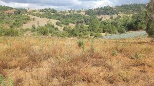 Land for sale in Shamata