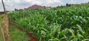 land for sale in chepkanga eldoret