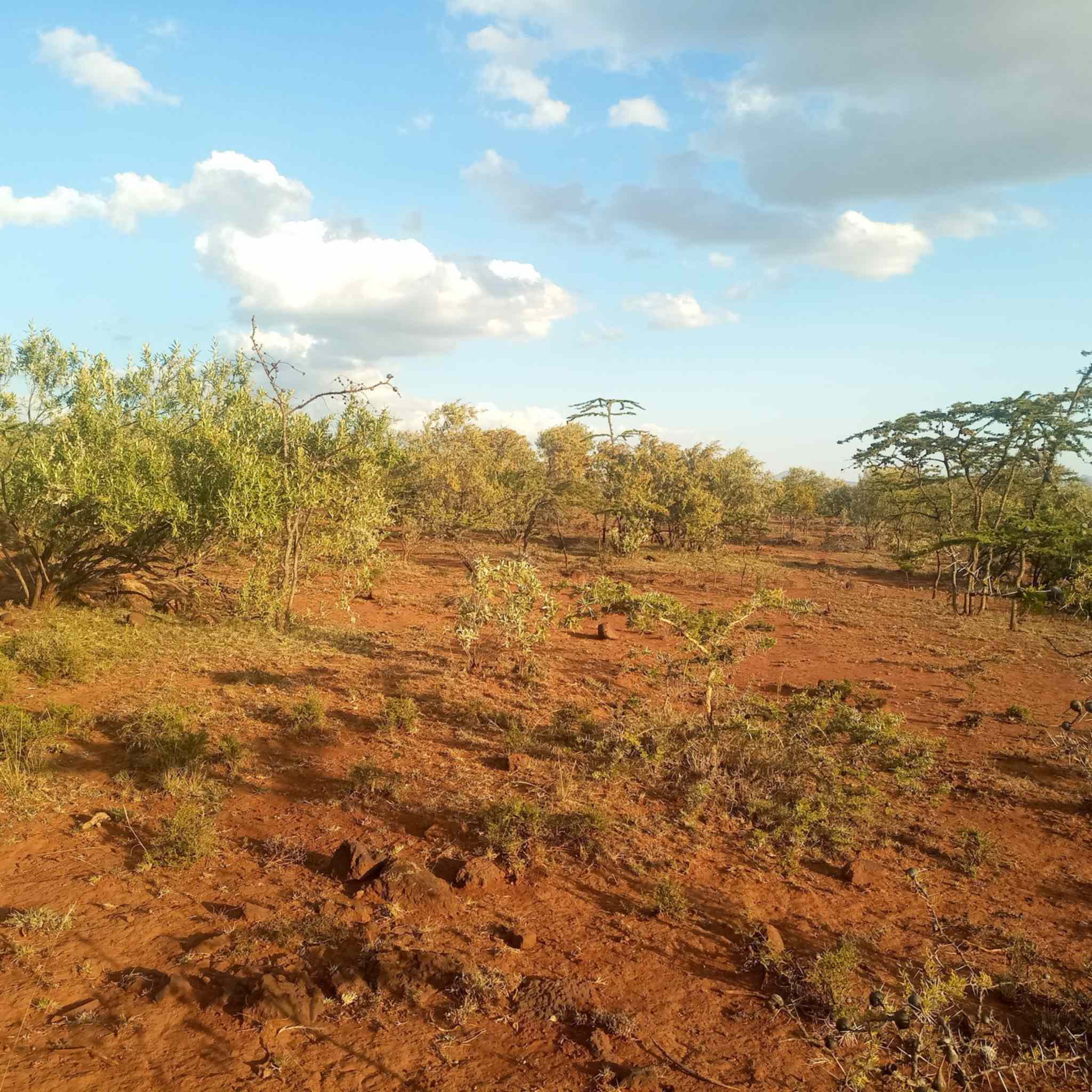 land for sale in Ngong Kibiko