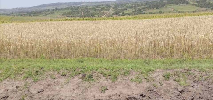 plots for sale in Narok