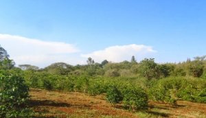 Land for Sale on Thika-Gatanga Road