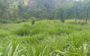 plots for sale in Kiambu Town