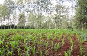 Thika Greens Plots for Sale