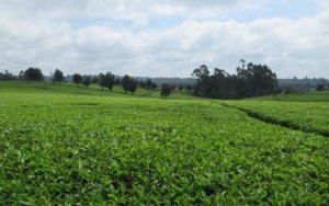 plots for sale in Kiambu Town