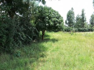 plots for sale in Kinamba Naivasha