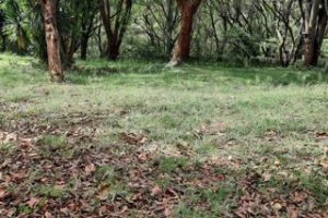 Land for sale in Lower Kabete