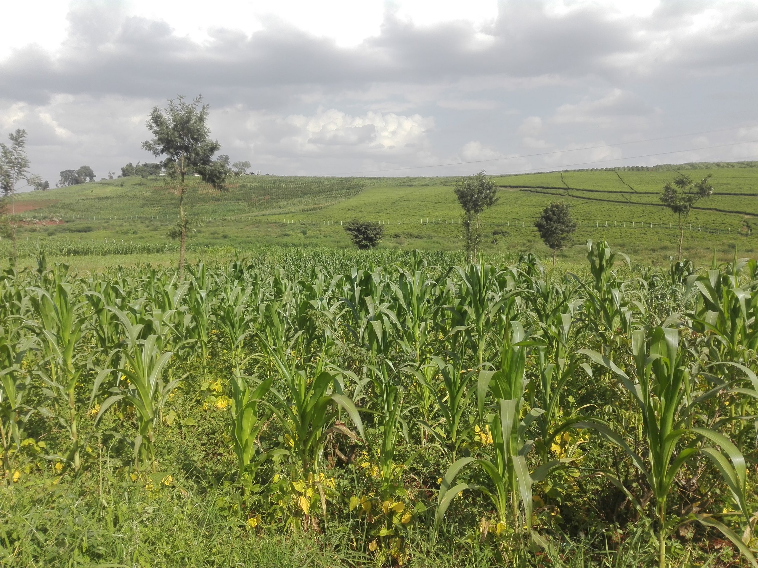 plots for sale in Kiambu Town