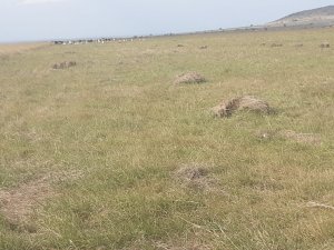 plots for sale in Narok