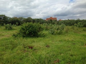 plots for sale in Zambezi