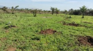 land for sale in nakuru