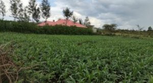 land for sale in nakuru