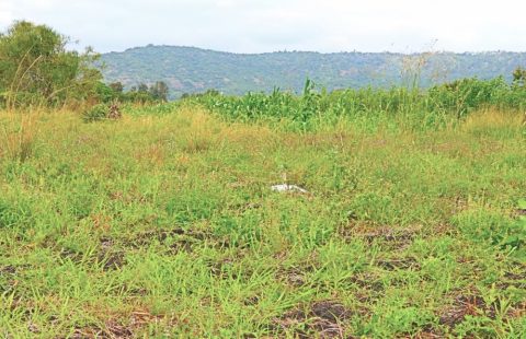 plots for sale in Rumuruti