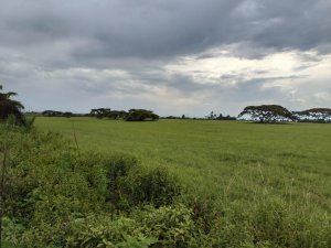 land for sale in Ngata