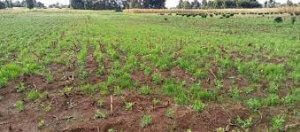 land for sale in Bahati