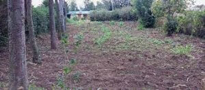 land for sale in Bahati