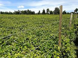 land for sale in Kericho