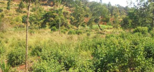 land for sale in Chaka