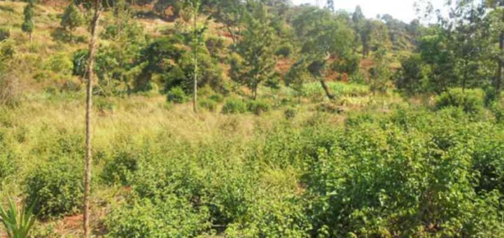 land for sale in Chaka