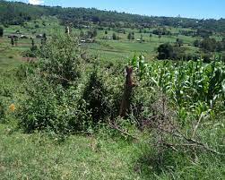 plots for sale in Kinamba Naivasha