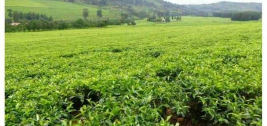 kericho tea estate farm for sale zexrl