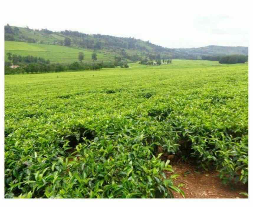 Best Land for Sale in Kericho Unlocking the Potential of Real Estate