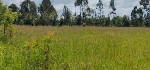 land for sale in Mukurweini