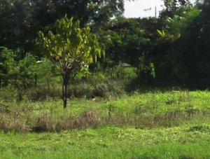 plots for sale in Kimbo