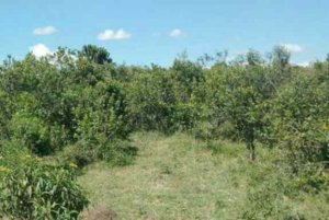 plots for sale in Kinamba Naivasha