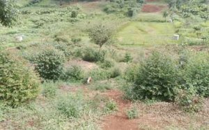 Ruaka plots for sale