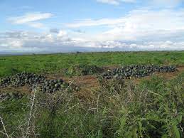 Land for Lease in Kajiado