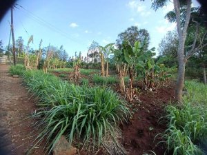 land for sale in roysambu