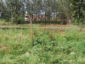 Ruaka plots for sale