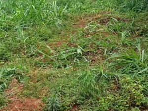 Njiru plots for sale