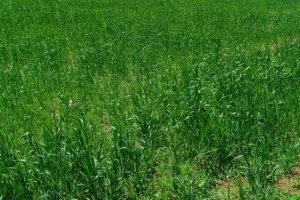 Laikipia Plots for Sale