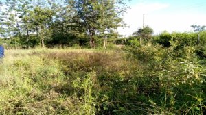 Land for Sale in Mitunguu Meru