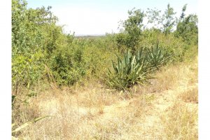 Land for Sale in Gachoka Embu