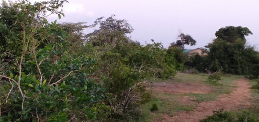 Mkaazi 14 acres Kakoneni Sosoni primary for sale 2 2243990 592x444 1