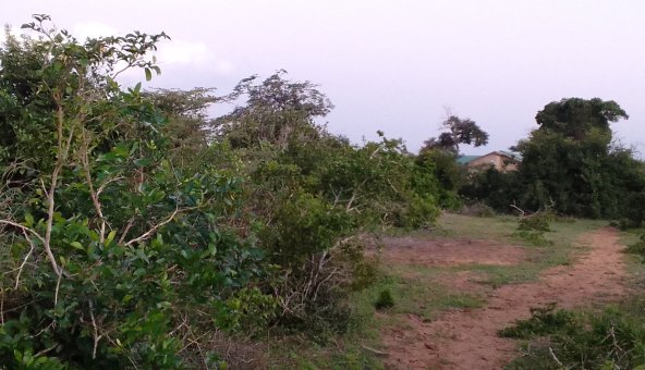 Mkaazi 14 acres Kakoneni Sosoni primary for sale 2 2243990 592x444 1