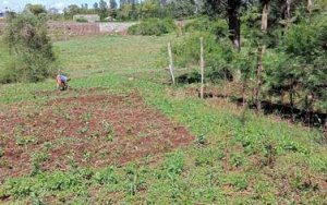 Plots for Sale in Kenol Thika