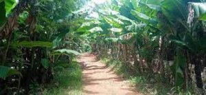 Land for Sale in Mitunguu Meru