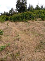 Land for Sale in Nturukuma Nanyuki