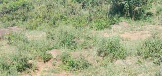 land for sale ngarua kinamba laikipia county ogug9