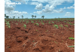 malindi agricultural plot for sale